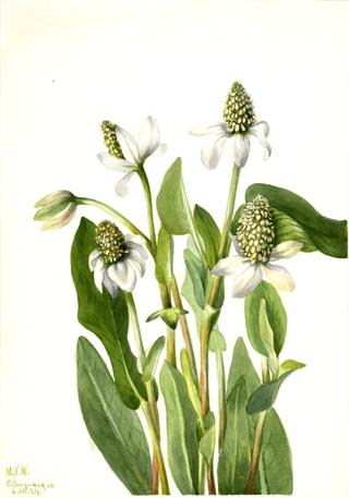 Yerba Mansa (Anemopsis californica)