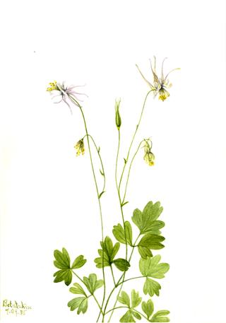 Aquilegia ecalcarata