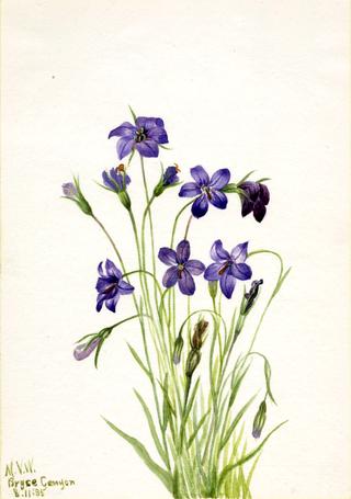 Bellflower (Campanula)