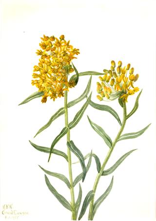 Butterfly Weed (Ascelpias tuberosa)