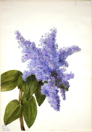 California Lilac (Ceanothus thyrsiflorus)