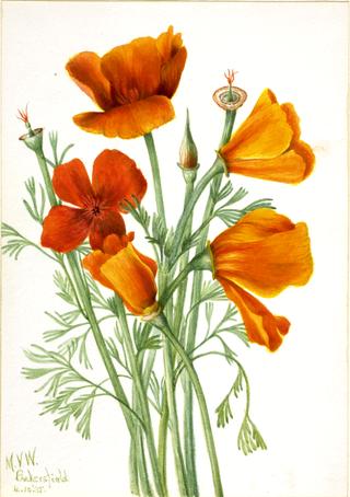 California Poppy (Eschscholtzia californica)