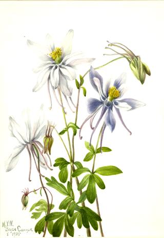 Columbine (Aquilegia ecalcarata)