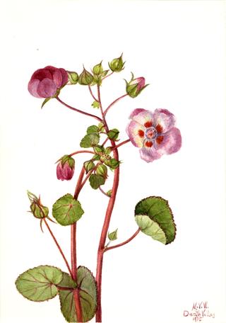 Eremalche rotundifolia