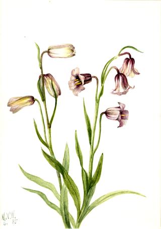 Fritillary (Fritillaria biflora)