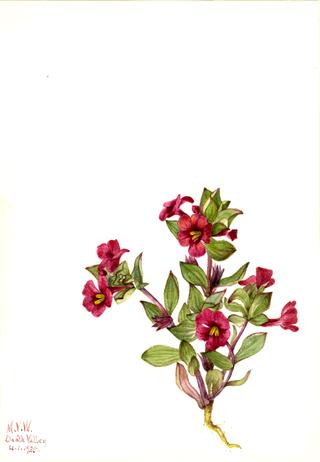 Purple Monkey-Flower (Mimulus bigelovii)