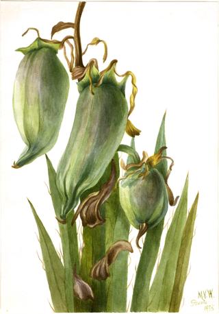 Spanish Bayonet (Yucca baccata)