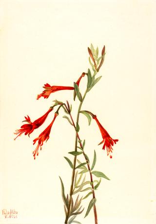 California Fuschia (Zauschneria californica)