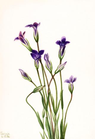 Gentian (Gentiana holopetala)