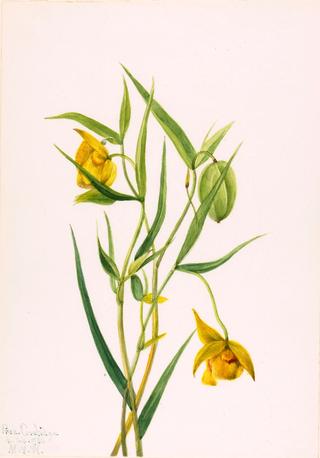 Golden Fairy Lantern (Calochortus amabilis)