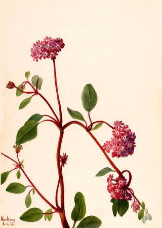 Sand Verbena (Abronia umbellata)