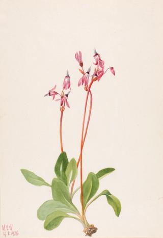 Shooting Star (Dodecatheon hendersonii)