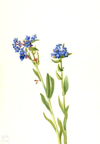 Alpine Forget-Me-Not (Myosotis alpestris)