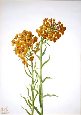 Wallflower (Erysimum wheeleri)