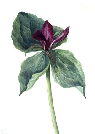 Whippoorwill Flower (Trillium H.)