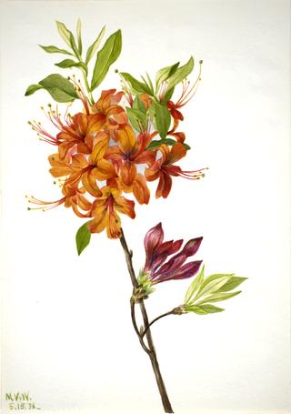 Flame Azalea (Rhododendron speciosum)