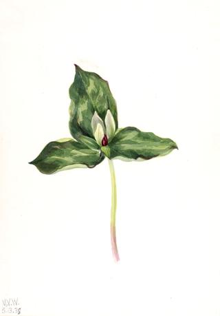 Trillium discolor