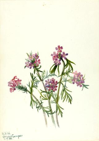 Vervain (Verbena wrightii)