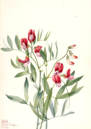 Wild Pea (Lathyrus decaphyllus)