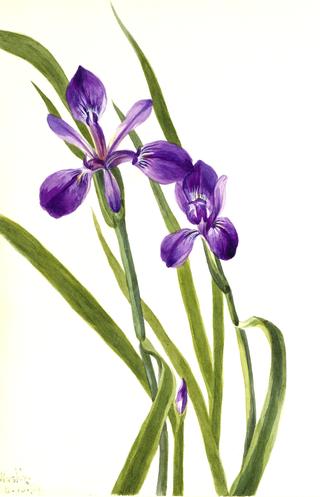 Iris (Iris species)