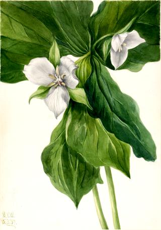 Wake-Robin (Trillium simile)