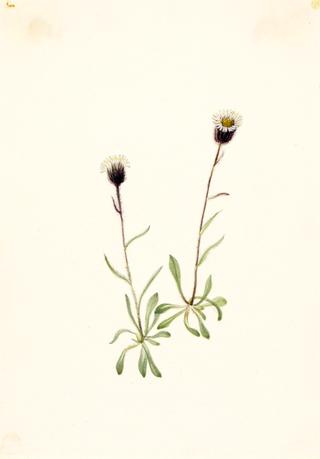 Aleutian Fleabane (Erigeron unalaschensis)