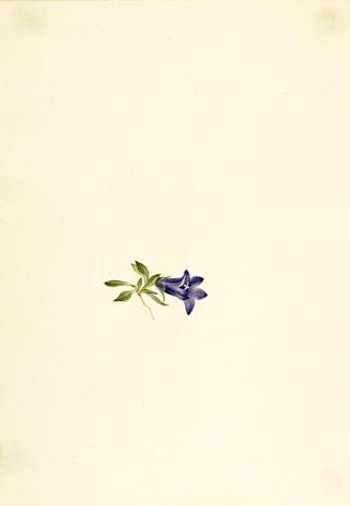 Alpine Harebell (Campanula lasiocarpa)