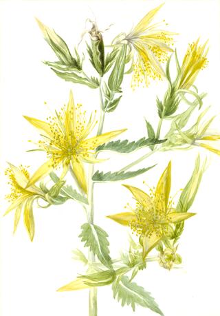 Blazing Star (Mentzelia laevicaulis)