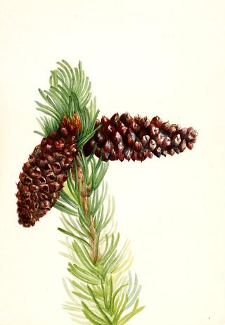 Bristle-Cone Pine (Pinus aristata)