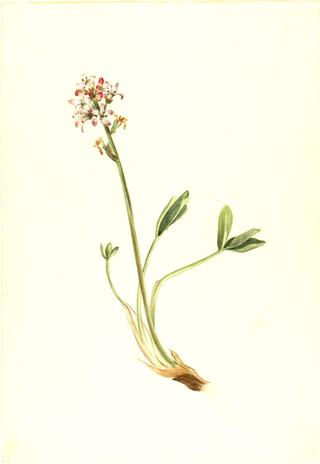 Buckbean (Menyanthes trifoliata)