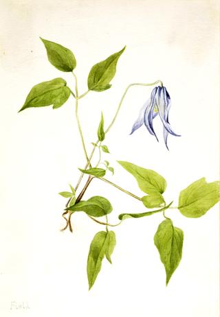 Columbia Clematis (Clematis columbiana)