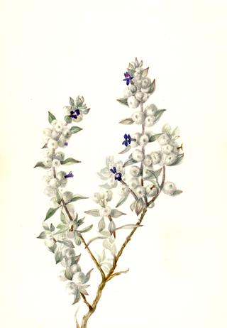 Death Valley Sage (Salvia funerea)