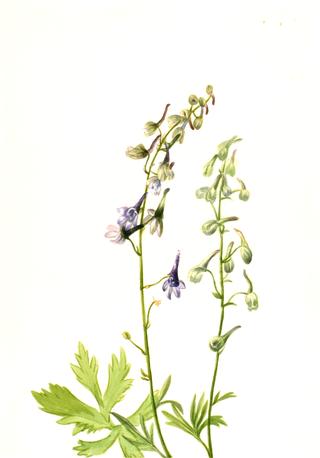 Delphinium (Delphinium scopulorum)