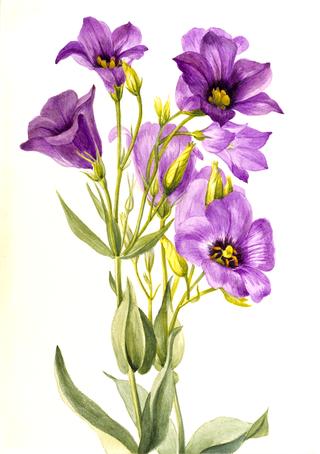 Eustoma russelianum