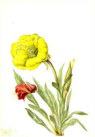 Evening Primrose (Oenothera howardi)