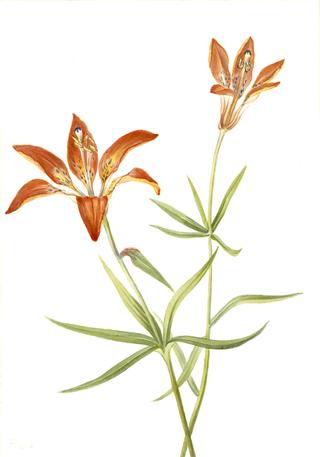 Lily (Lilium montanum)