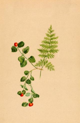 Partridgeberry (Mitchella repens)