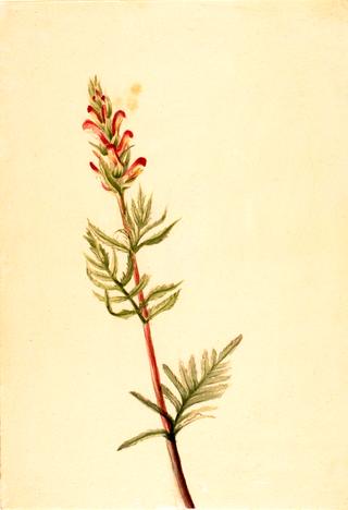 Pedicularis bracteosa