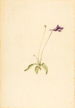 Pinguicula vulgaris