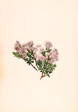 Sand Myrtle (Leiophyllum lyoni)