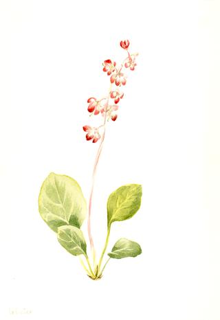 Showy Pyrolla (Pyrola asarifolia)