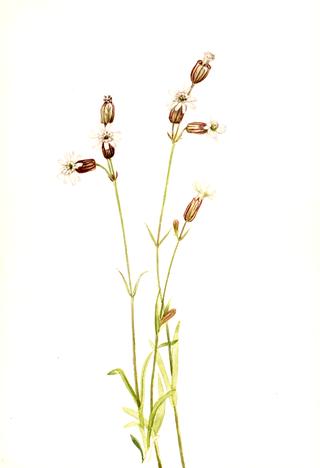 Silene multicaulis