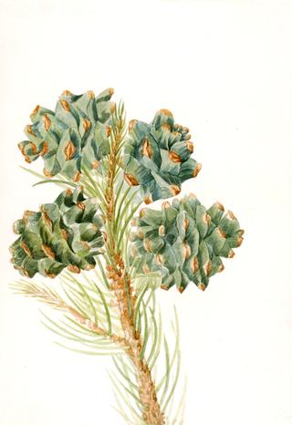 Single-Leaf Pine (Pinus monophylla)