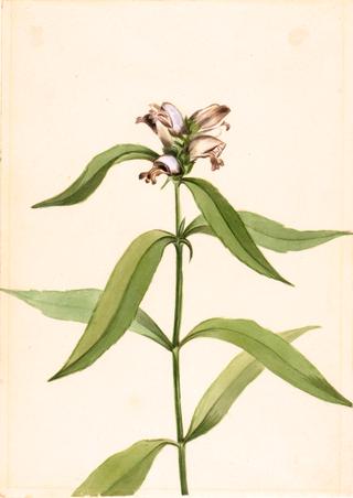 Turtlehead (Chelone glabra)