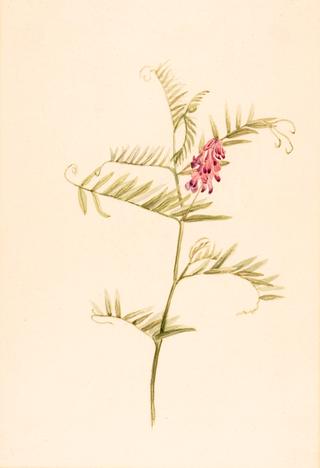 Vicia americana