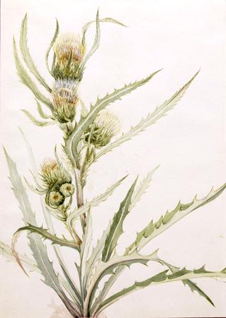 White Thistle (Cirsium hookeranum)