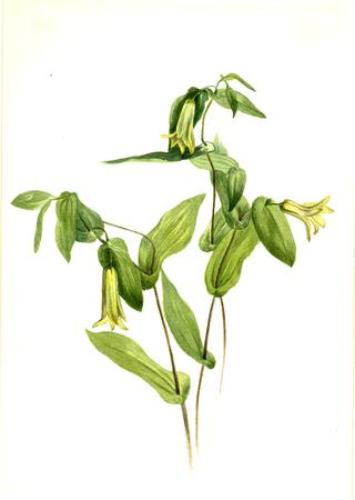 Wood Merrybells (Uvularia perfoliata)