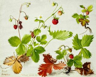 Wild strawberries