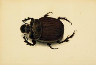 African Beetle