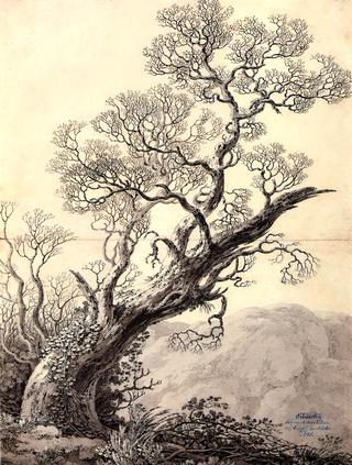 A Gnarled Oak Tree